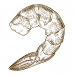 Shrimp drawing